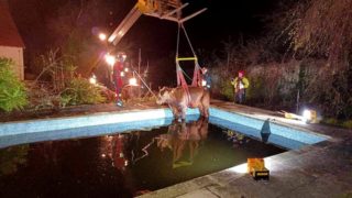 Pics: Young bullock rescued from swimming pool in Devon
