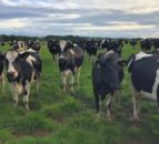 Lameness-detection capability secures innovation award for NI company