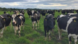 Lameness-detection capability secures innovation award for NI company