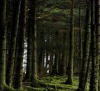 Scotland's forestry adds £1.1bn to the economy each year - report