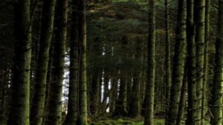 New requirement for forestry sector on tree souring
