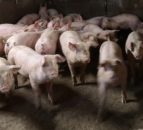 'Geopolitical tensions will limit growth in herd numbers'- AHDB
