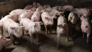 ‘Geopolitical tensions will limit growth in herd numbers’- AHDB