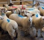 Quotes for spring lambs at 630-635p/kg in NI