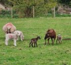 Thieves steal lamb from learning-disability farm