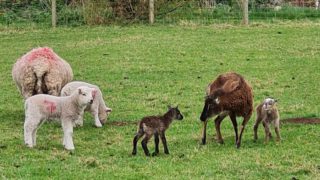 Thieves steal lamb from learning-disability farm