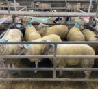 Great Britain lamb prices are strengthening