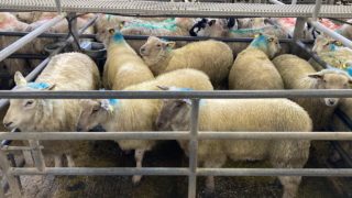 Great Britain lamb prices are strengthening