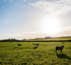 UK national sheep flock sees an increase in 2021