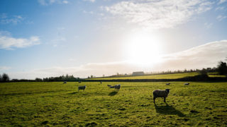 UK national sheep flock sees an increase in 2021