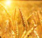 IPES: Sustainable solutions readily available for food systems