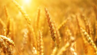 Food trapped in Ukraine ‘a major worry for developing world’