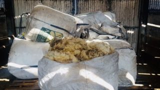 European Wool Day to take place tomorrow