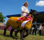 Entries 'flooding in' for Royal Bath & West show