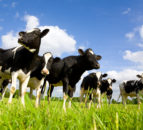 Dairy event to discuss improved profits and reduced emissions