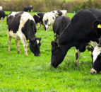 Mastitis control: 90% of farmers using SDCT