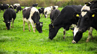 NFU Scotland to host bovine TB webinar