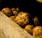 UN distributes seed potatoes to over 17,000 households in Ukraine