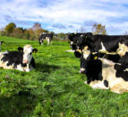 Study: Heat stress causing milk yield loss in cows