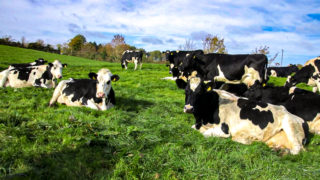 Dairy sector labour crisis can’t be fixed overnight – RABDF