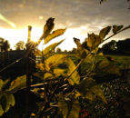 Report: Severe impact of weather events on food security