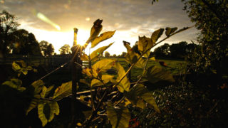 Drought threshold reached by large parts of England
