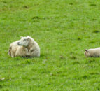 UK sees a 22% increase in sheepmeat produced for April