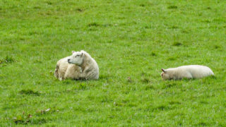 UK sees a 22% increase in sheepmeat produced for April