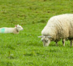 Sheep scab control programme gets underway in Northern Ireland