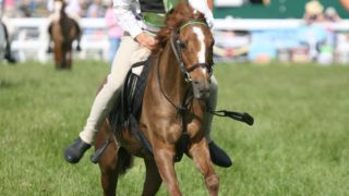 Royal Bath & West Show to run HOYS qualifiers