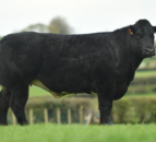 In-calf blue heifer sells for £10,000 at Jalex on-farm sale