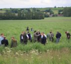 Farm walk to showcase the use of Miscanthus