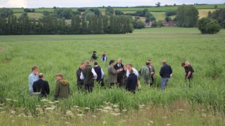 Farm walk to showcase the use of Miscanthus