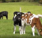 Parts of Co. Armagh on BVD alert