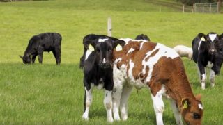 Parts of Co. Armagh on BVD alert