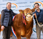 First-time vendor sells bull for ‘world record’ price at Carlisle