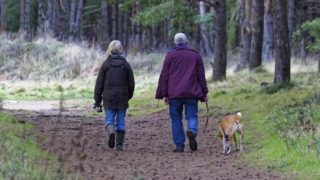 New course aims to educate dog owners to reduce livestock worrying