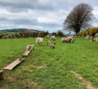 Sheep management: Dealing with scald in lambs
