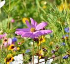 Organisations sign new Public Engagement in Plant Health Accord