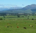 New Zealand accelerates efforts to lower agricultural emissions
