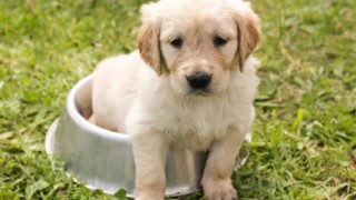USPCA urges people to be aware of new puppy scam tactics
