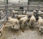 Blenheim Estate launches campaign against sheep worrying