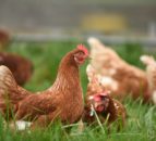 Young Person's Award launches for those interested in poultry