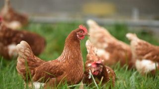 New case of bird flu confirmed on Isle of Lewis