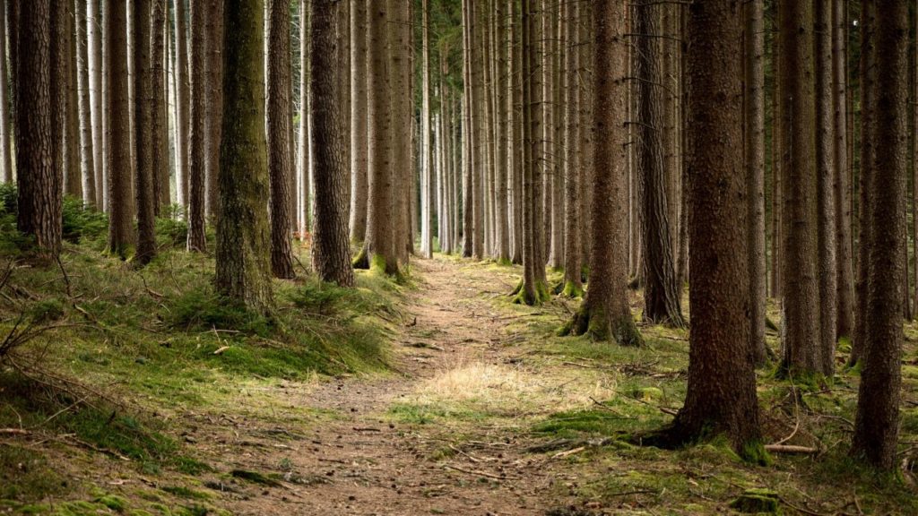 trees