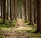 Defra allocates £4m to tackle threats to tree health