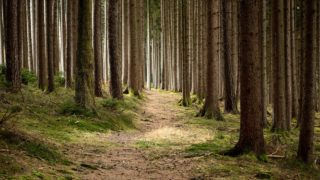 Pontrilas Group joins timber processors Glennon Brothers