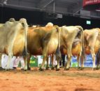 Three more judges confirmed for UK Dairy Day