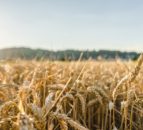 FAO: G7 nations urged to help anticipate future food shortages