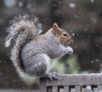 Restoring native predators could help tackle invasive species
